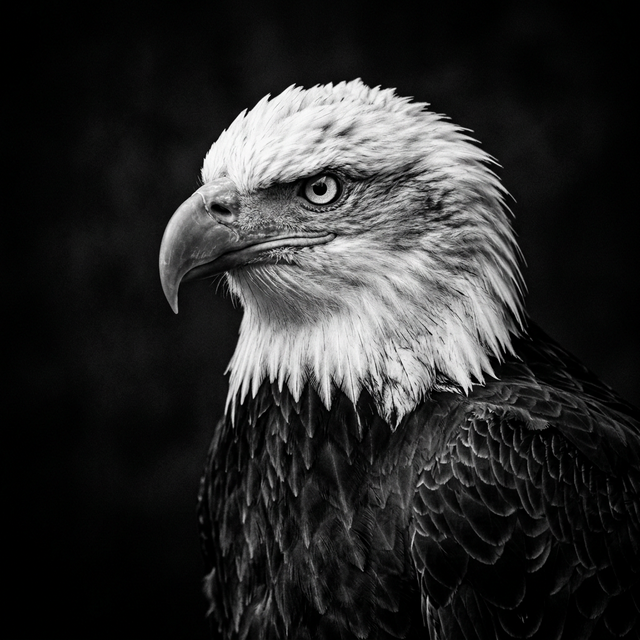 Eagle — Vision and precision